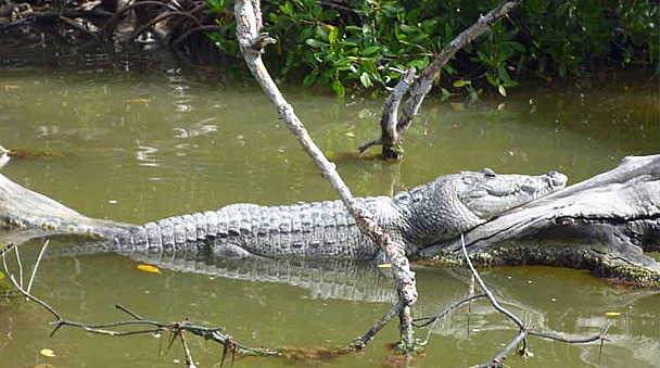 Crocodile Adventure in Cancun