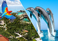 Parque Xcaret y Nado con delfines en un combo tour
