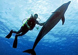 Dive with Dolphins Tour