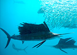 shoals of sardines