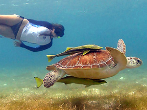Nadando junto a las tortugas marinas