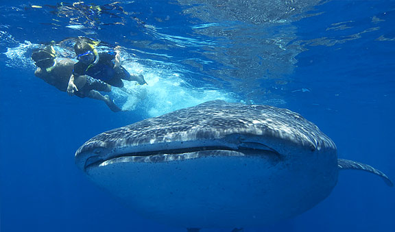 Isla Holbox- Nadar con tiburón ballena, excursiones - Foro Riviera Maya y Caribe Mexicano