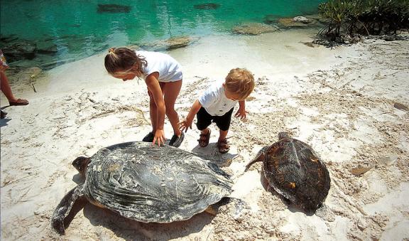 Programa de conservacion de las tortugas