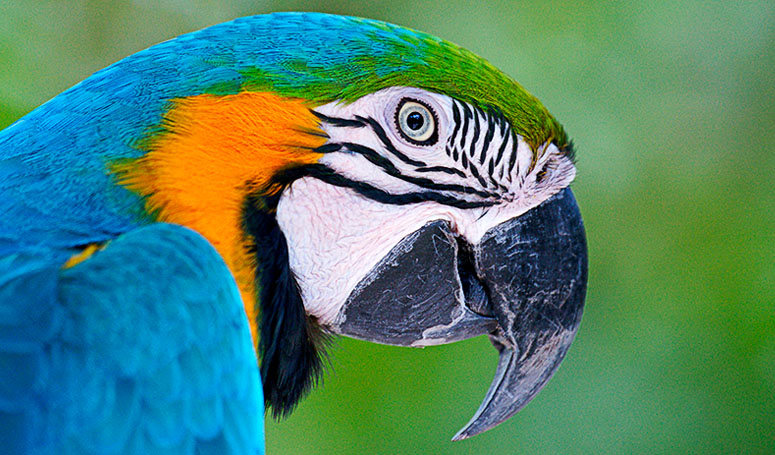 Mexican blue Macaw