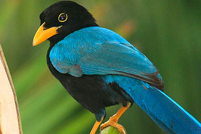 Yucatan Jay bird
