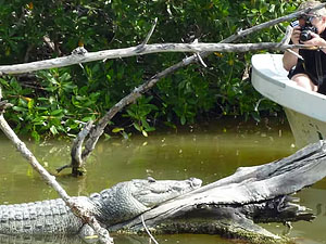 Buscando cocodrilos en el pantano