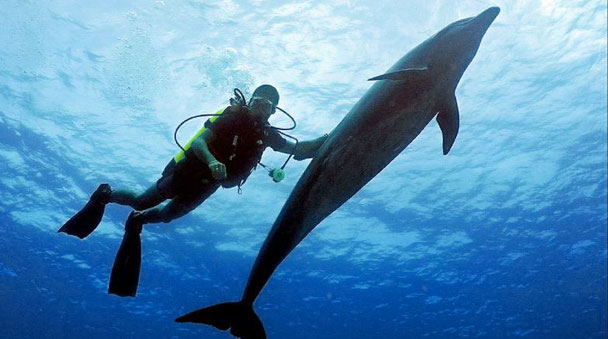 Dive with Dolphins at Interactive Aquarium in Cancun