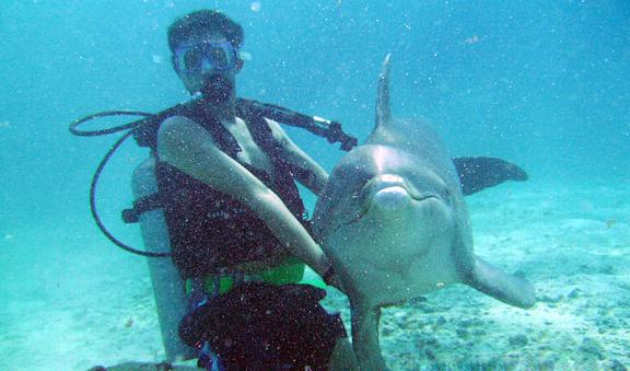 buceo en Cozumel junto a delfines