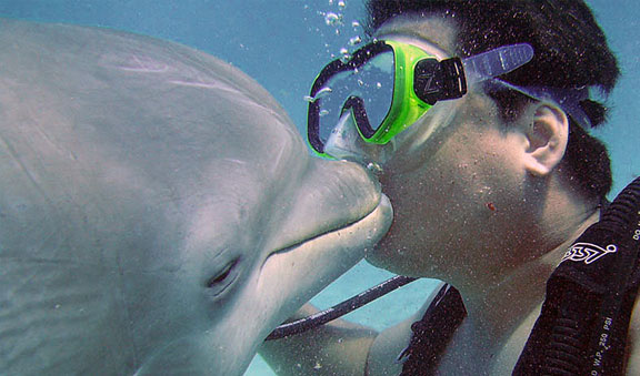 kiss a dolphin