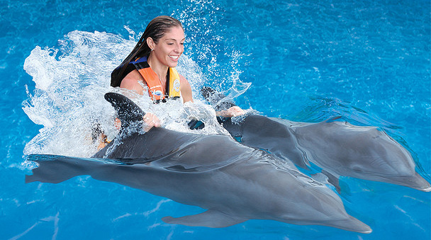 Dorsal ride with dolphins