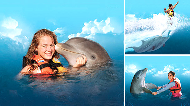 Many activities in the Royl Swim dolphin program