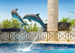 Show de delfines en plaza la Isla