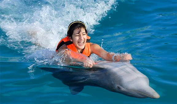 Get a ride in a dolphin