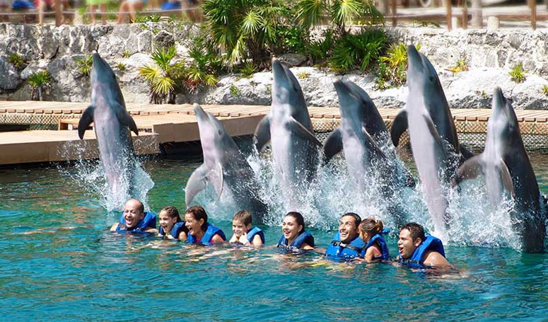 Diviertete mirando el salto de los delfines