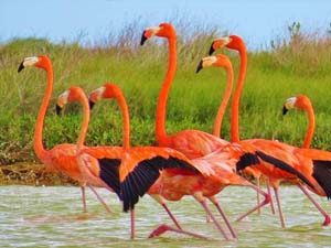 Familias de Flamingos a travÃ©s de la ria