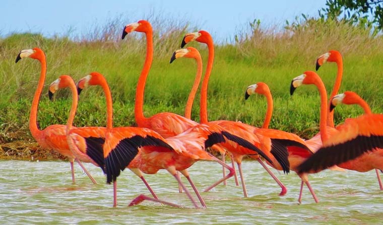 Familias de Flamingos a travÃ©s de la ria