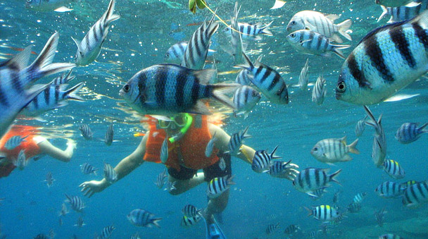 Snorkeling at coral reef The Angel