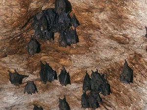 Murcielagos en la cueva de Kantemo