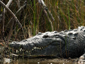 The imposing swamp crocodile