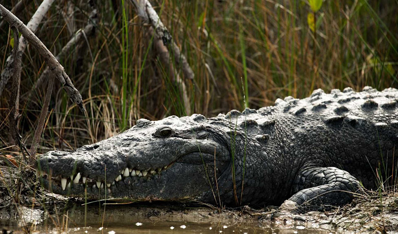 The imposing swamp crocodile