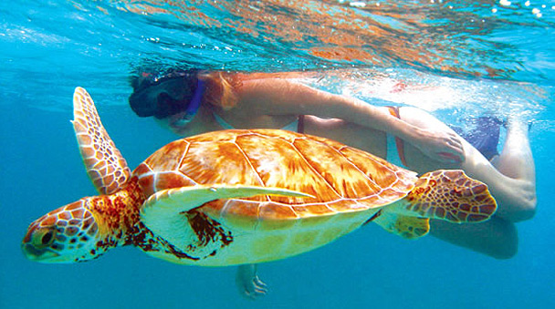 Live the experience of swimming with a sea turtle