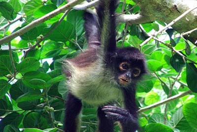 Mono araÃ±a en Punta Laguna