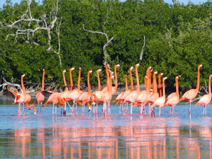 En la ruta del Flamingo