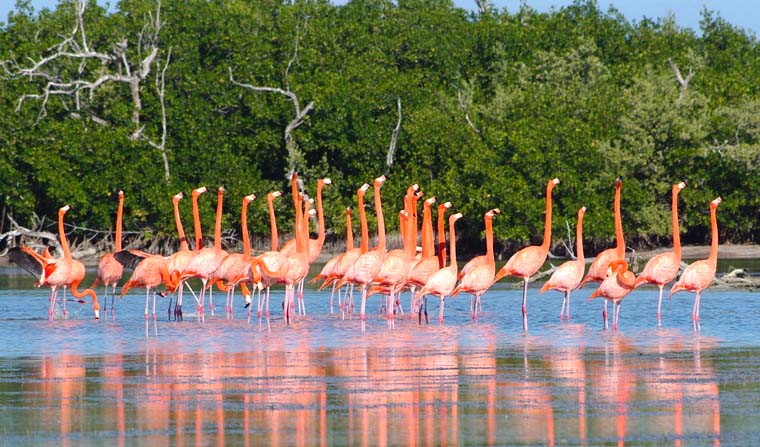 En la ruta del Flamingo
