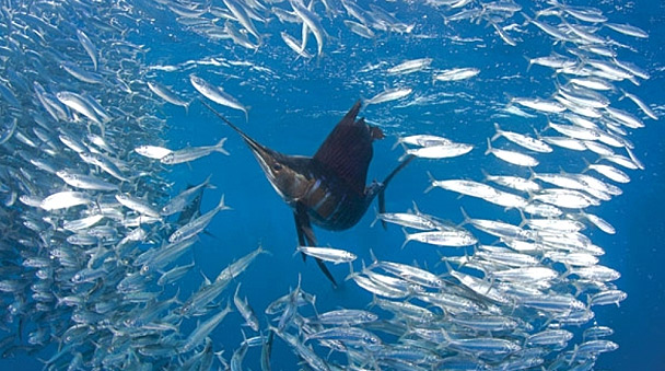 Pez vela en la caza de sardinas
