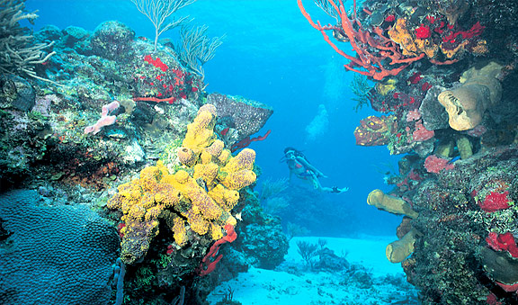 cancun buceo en el Arrecife de Coral  