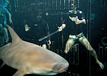 Proteccion de acrilico para los tiburones