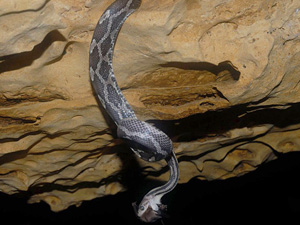 Serpientes colgantes en la cueva
