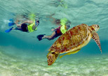 Practica snorkel con las tortugas marinas