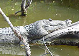 Crocodile Adventure in Cancun