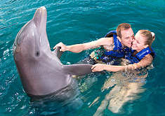 Nada con un delfin con tu pareja