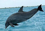 Delfines una gran vista desde el bote