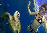 Practica snorkel con tortugas marinas