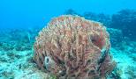 aventura en los arrecifes de coral