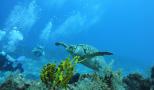 seeing turtles while I am diving