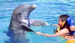 Cozumel y los delfines