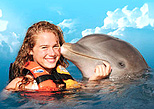 Many activities in the Royl Swim dolphin program