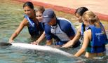 explicacion de las actividades con los delfines