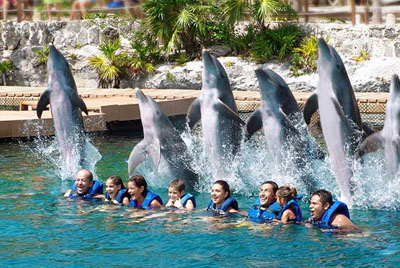 Get fun watching the dolphins jump