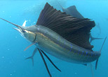 Sailfish in marine Solo Buceo