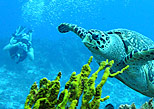 swim next to turtles