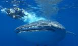 Whale Shark Snorkeling Tour