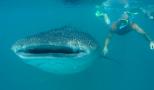 practica snorkel junto al tiburon ballena