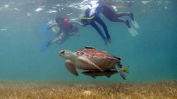 Snorkel with marine turtles 