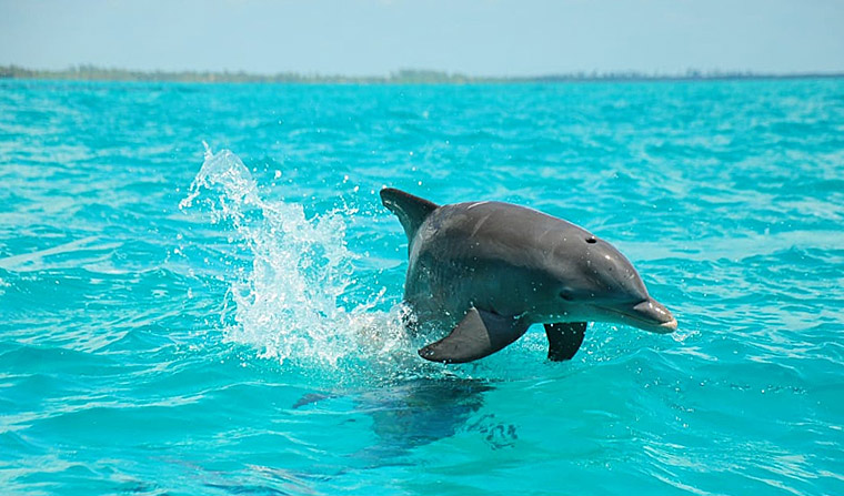 Wild dolphin tour in Sian Kaan in Ascension Bay