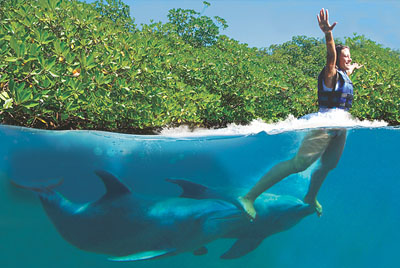 Paseo con delfines impulsado en los pies